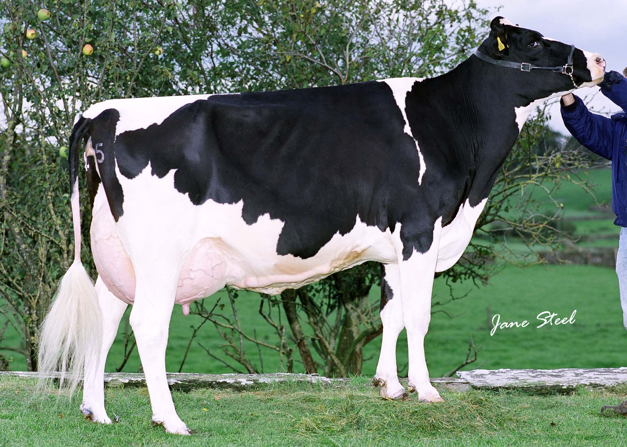 Dairymaid Metcalfe award winning cow