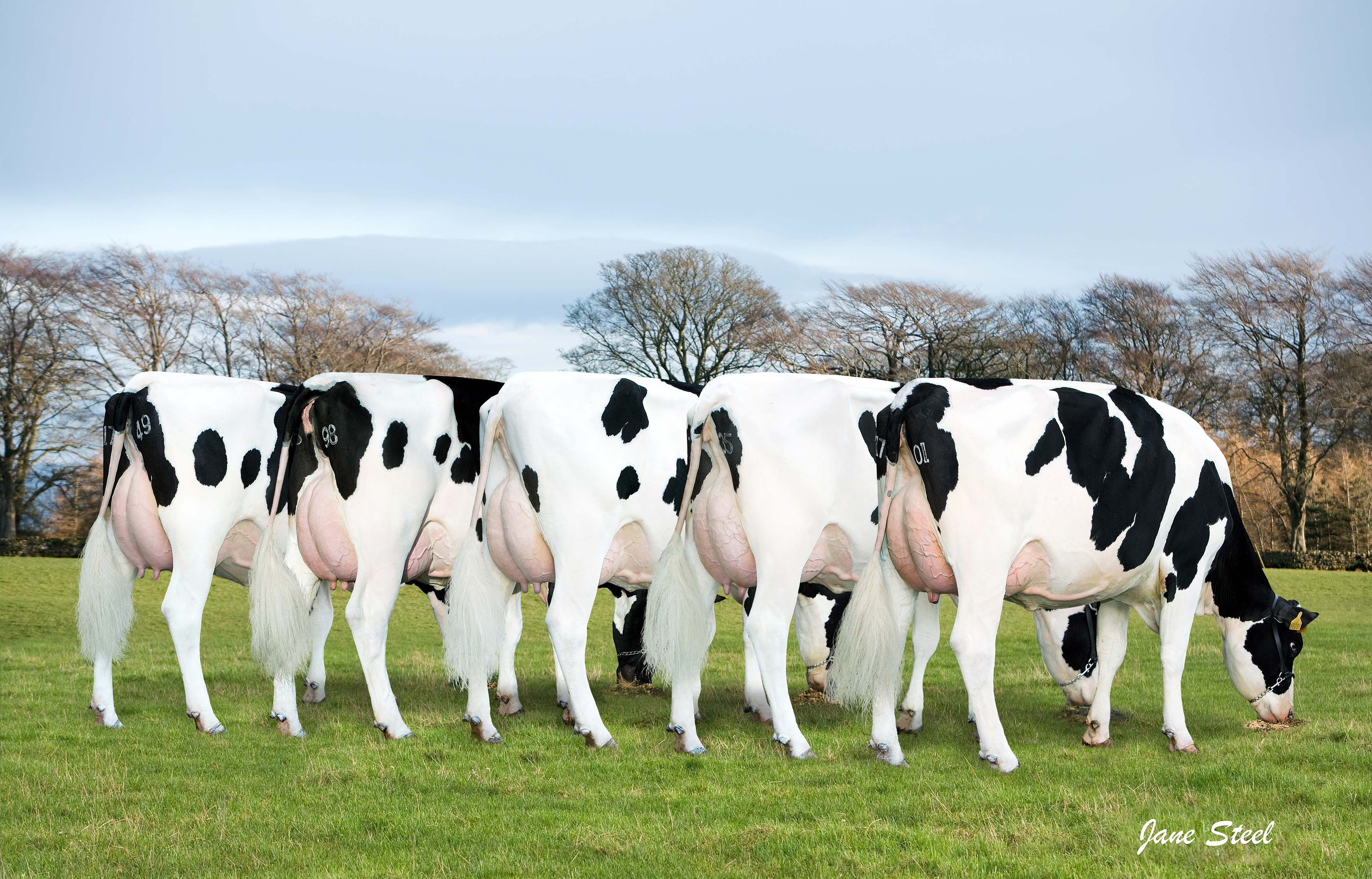 Genus Bolton Cow Group